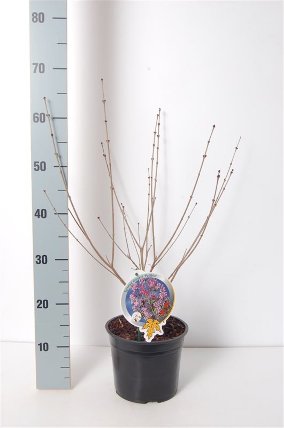 Syringa meyeri 'Palibin' - C3 30-40 CM